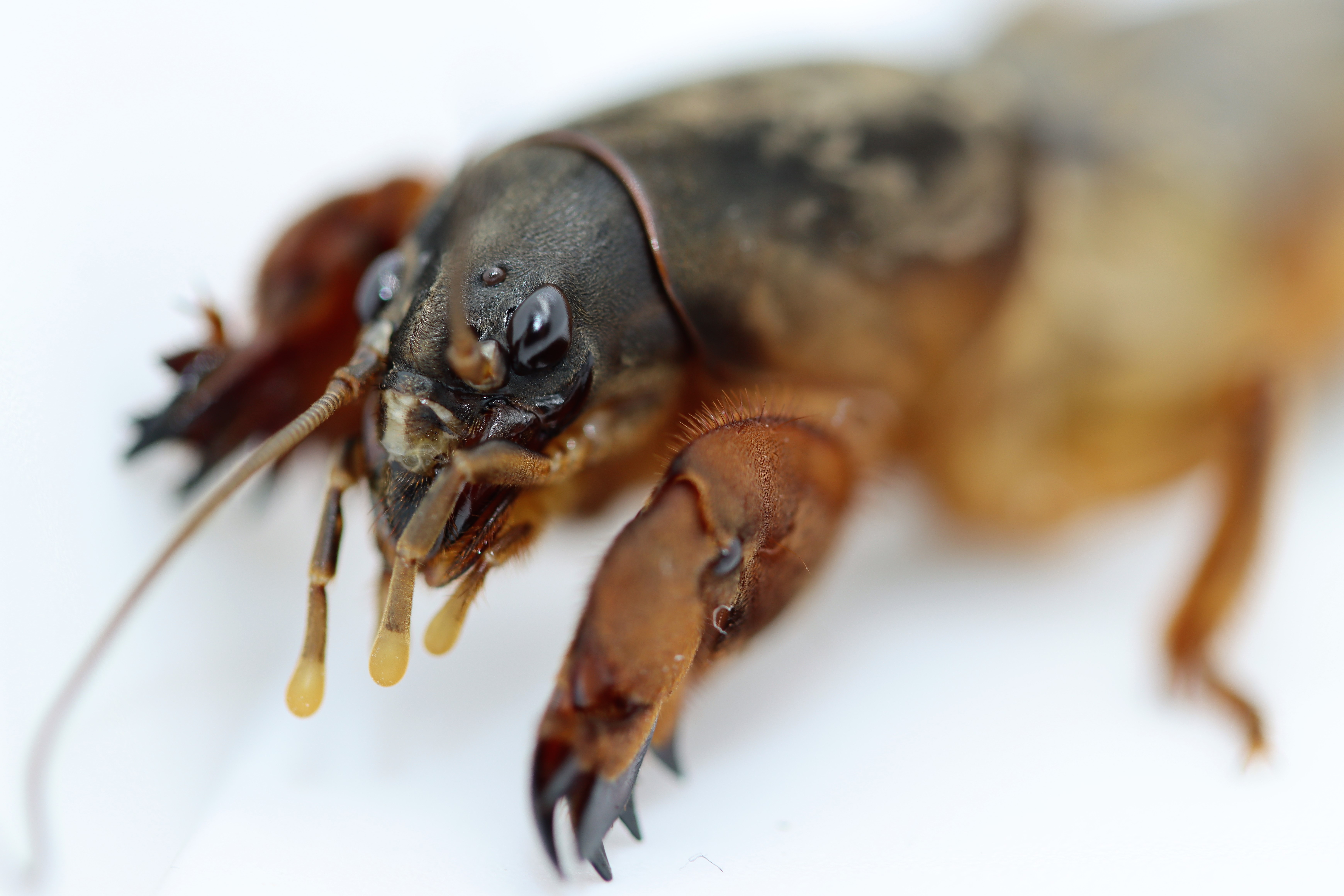 Maulwurfsgrille Adult (© Sautter & Stepper)